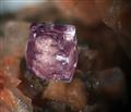 Fluorite Ex Cava del Prete Cuasso al Monte Va Lombardia Italy 0,8 mm coll. e foto L. Mattei - Copia